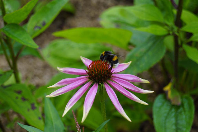 Echinacea purpurea biodiversiteit