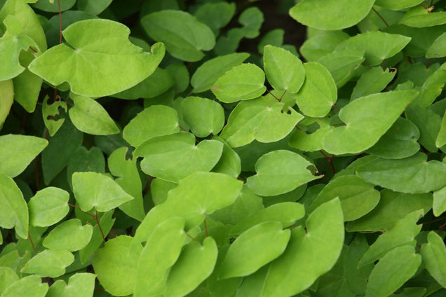 Epimedium youngianum