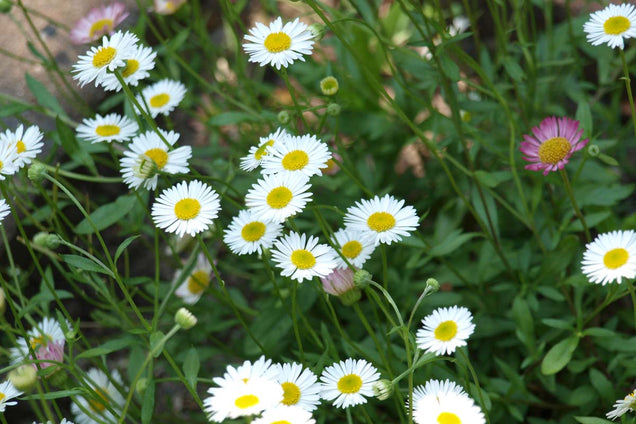 Erigeron karvinskianus