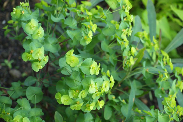 Euphorbia amygdaloides robbiae