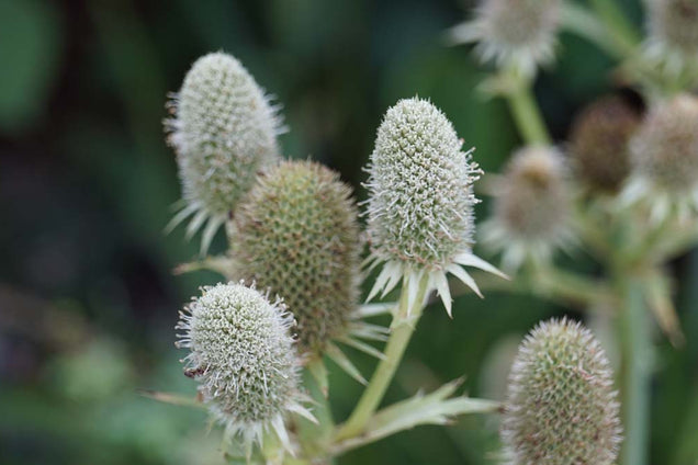Eryngium agavifolium