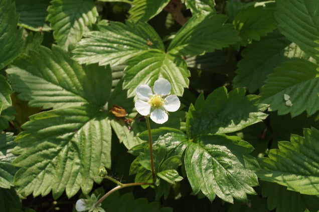 Fragaria vesca
