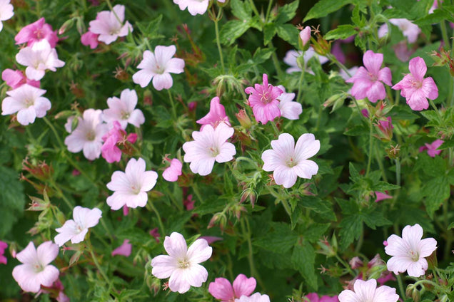 Geranium endressii