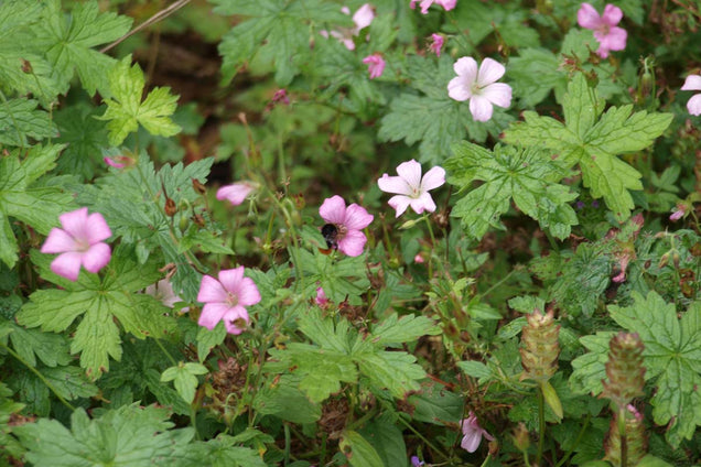 Geranium maculatum