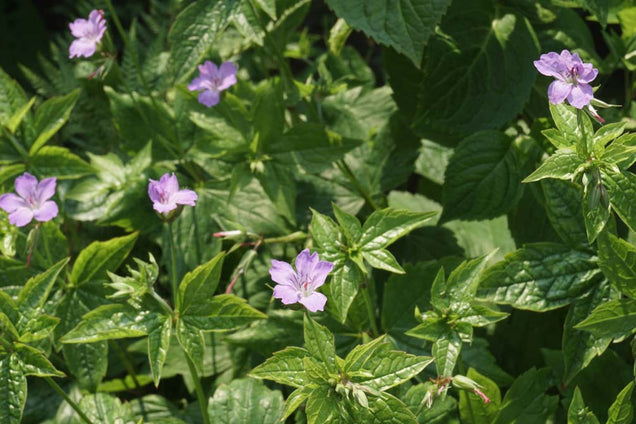 Geranium nodosum