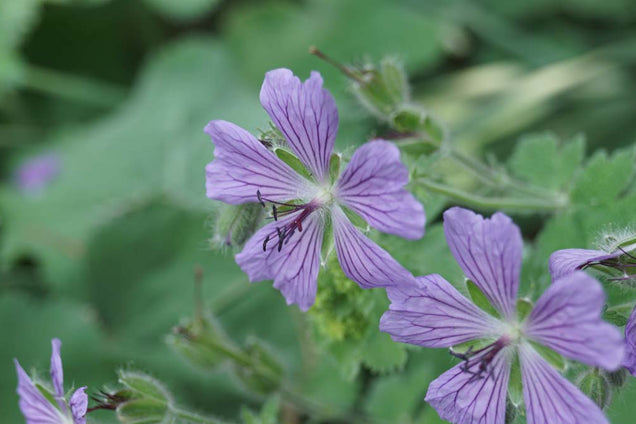 Geranium 'Philippe Vapelle'