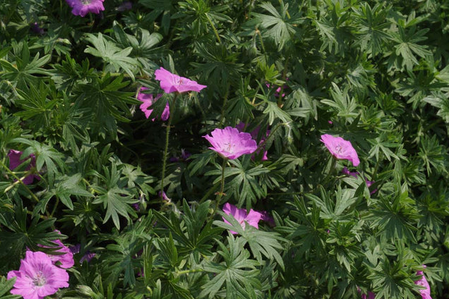 Geranium sanguineum