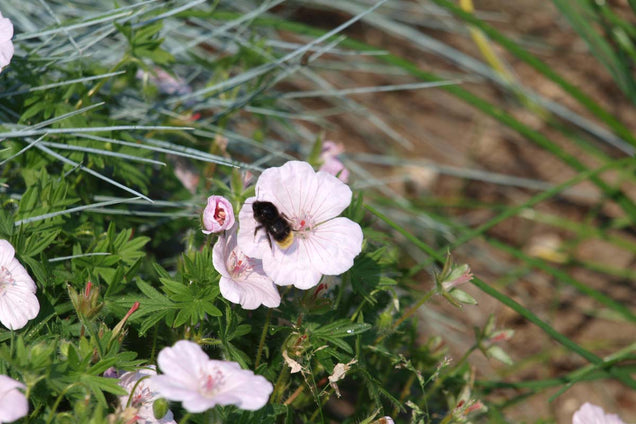 Geranium sanguineum striatum