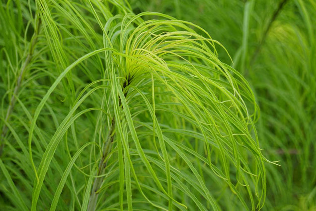 Helianthus salicifolius
