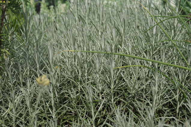 Helichrysum italicum