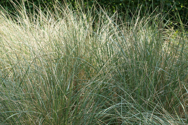Helictotrichon sempervirens