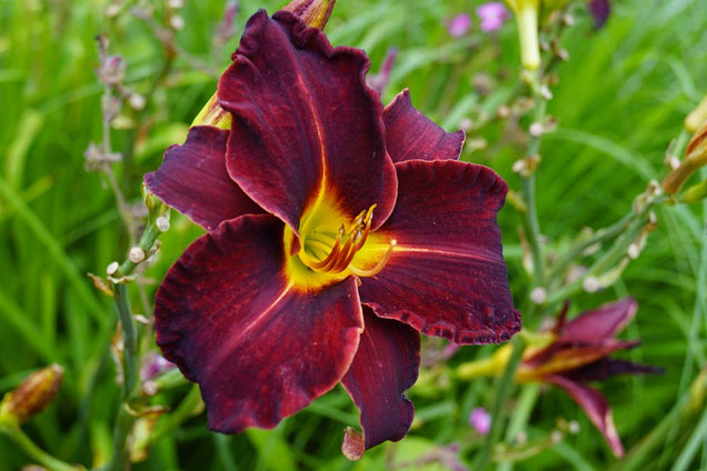Hemerocallis 'Sammy Russell' bloem