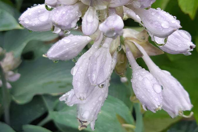 Hosta 'Blue Angel'