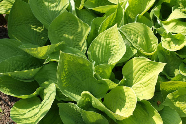 Hosta sieboldiana