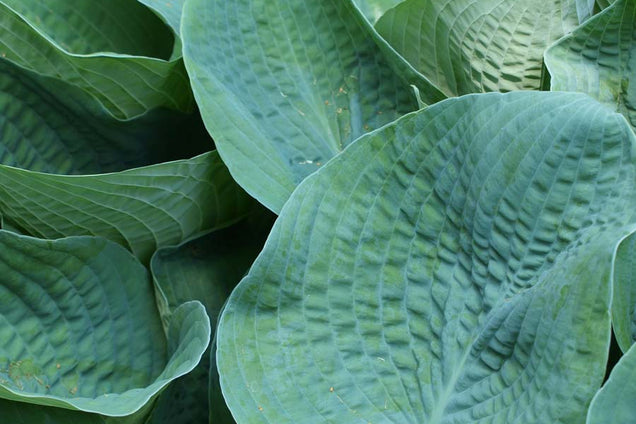 Hosta 'Elegans'