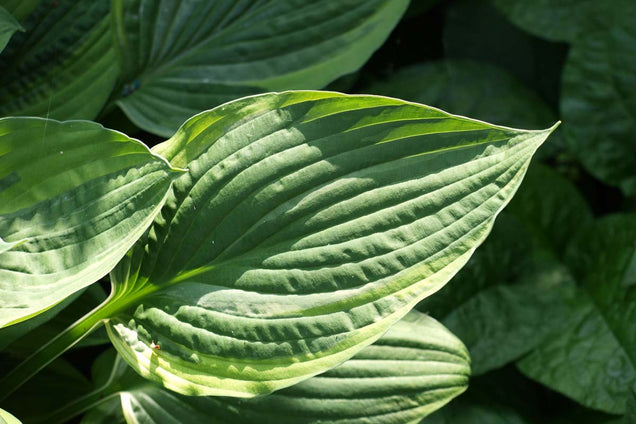 Hosta 'Frances Williams'