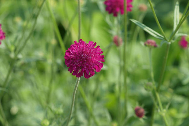 Knautia macedonica