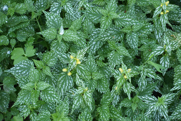 Lamiastrum galeobdolon 'Herman's Pride'