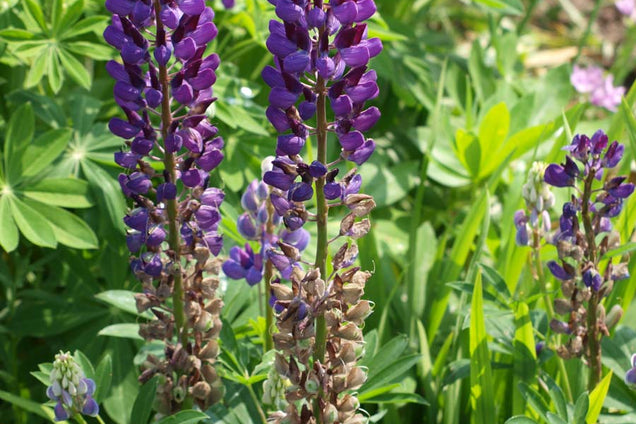 Lupinus 'Gallery Blue'