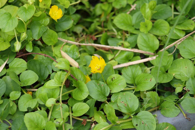 Lysimachia nummularia