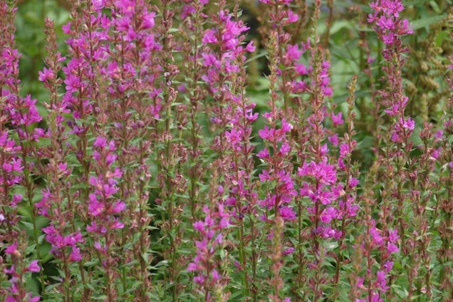 Lythrum salicaria