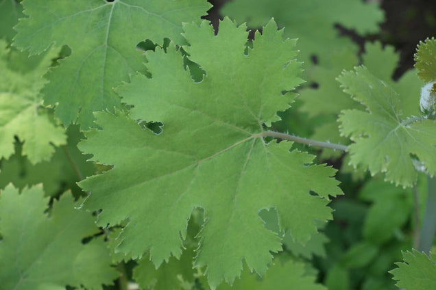 Macleaya microcarpa