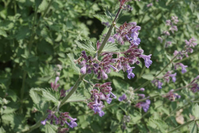 Nepeta faassenii bloem