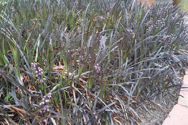 Ophiopogon planiscapus 'Niger'