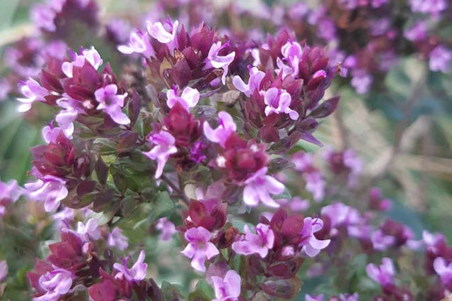 Origanum vulgare