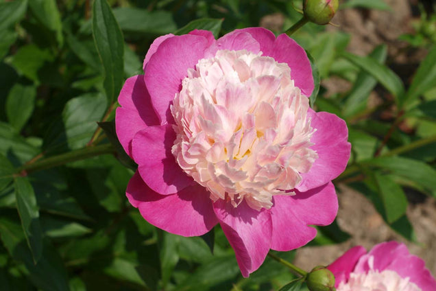 Paeonia officinalis