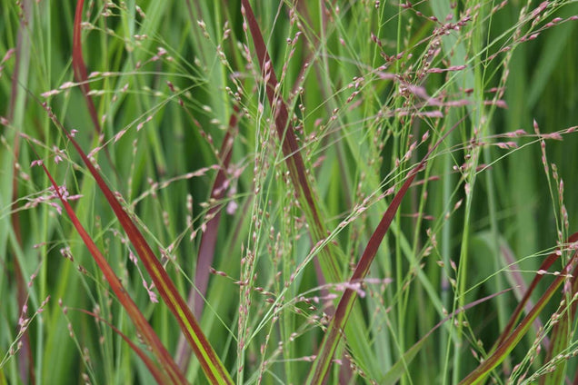 Panicum virgatum 'Rotstrahlbusch'