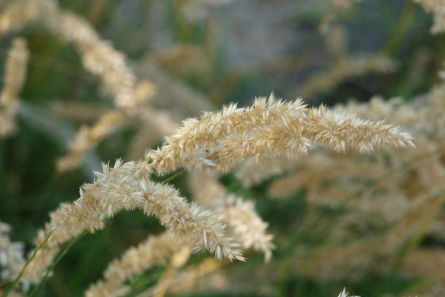 Pennisetum alopecuroides 'Little Bunny'