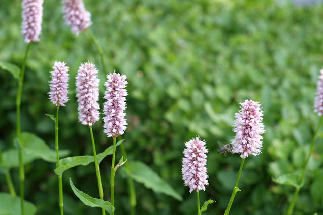 Persicaria bistorta