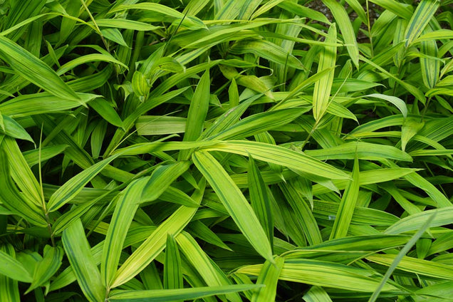 Pleioblastus auricomus blad