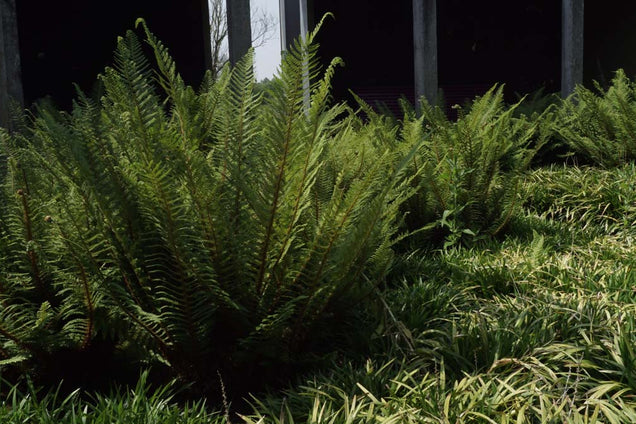 Polystichum setiferum 'Dahlem'