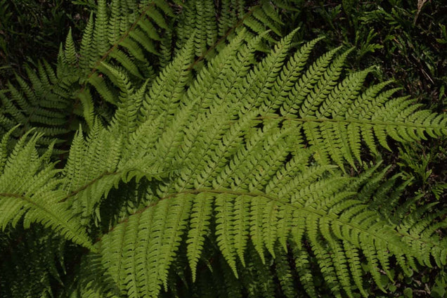 Polystichum setiferum 'Herrenhausen'