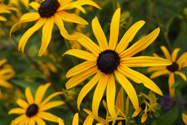 Rudbeckia fulgida 'Goldsturm' bloem