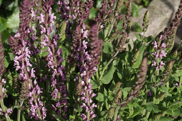 Salvia nemorosa