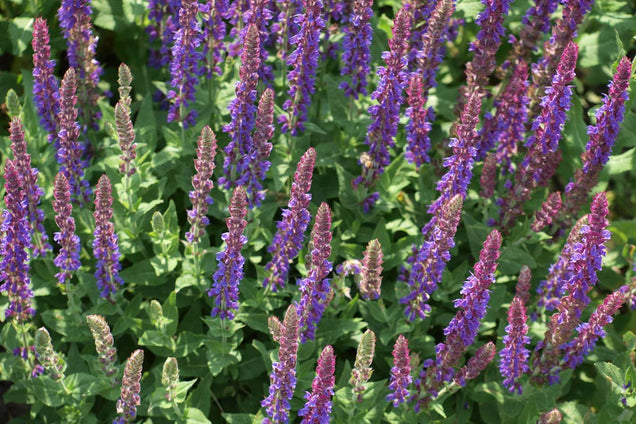 Salvia nemorosa 'Ostfriesland'