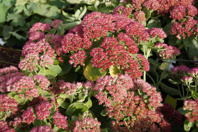 Sedum 'Herbstfreude' bloem