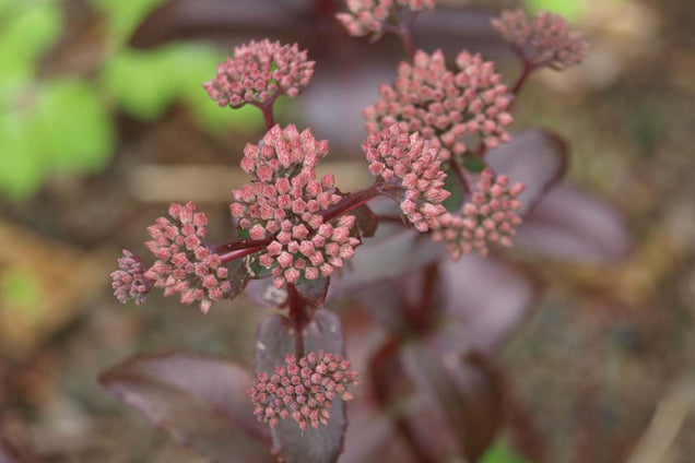 Sedum 'Matrona' bloem