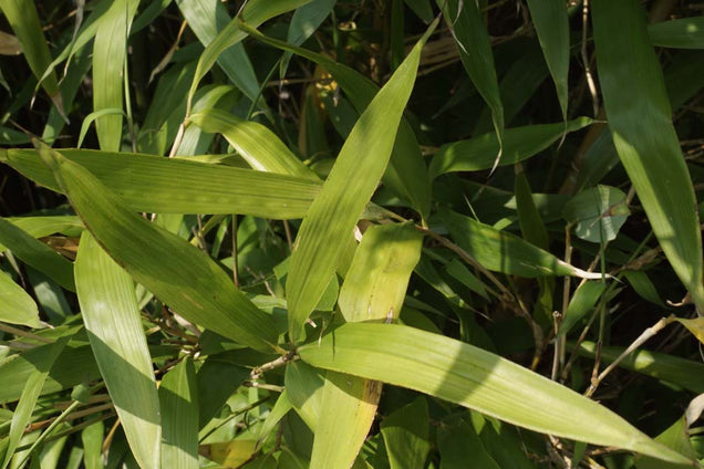Semiarundinaria fastuosa