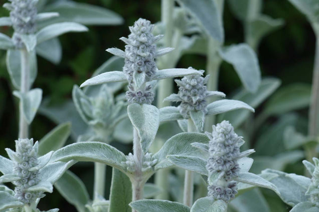 Stachys byzantina