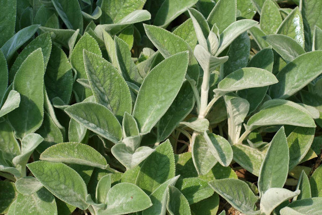 Stachys byzantina 'Big Ears'