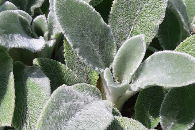 Stachys byzantina 'Silver Carpet'