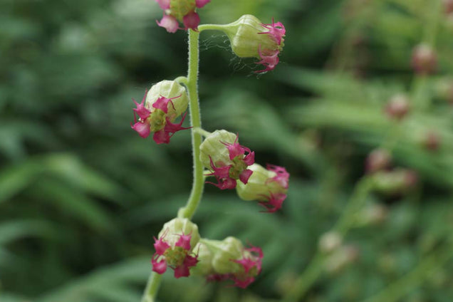 Tellima grandiflora