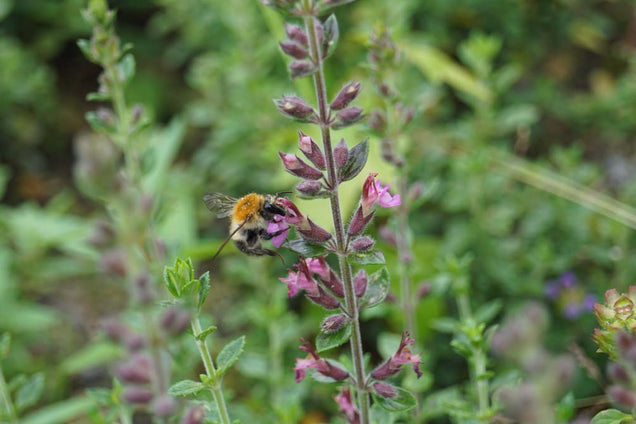 Teucrium lucidrys
