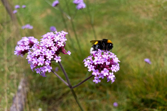 Verbena bonariensis biodiversiteit