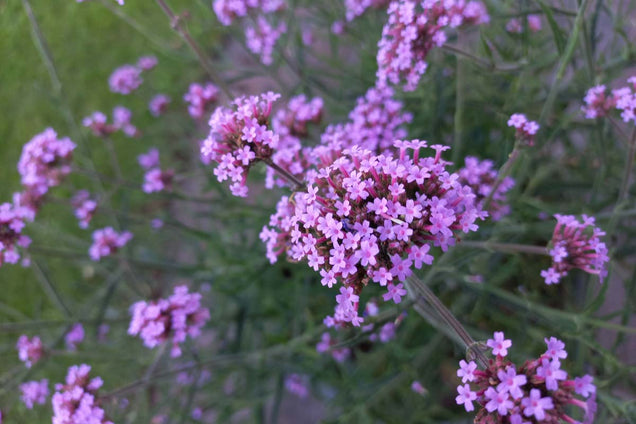 Verbena hastata bloesem