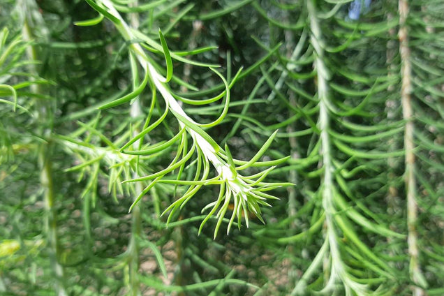 Larix kaempferi 'Stiff Weeper'
